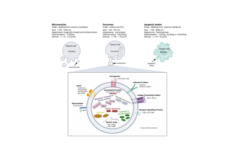 Extracellular vesicle (EV) classes, origins and characteristics.