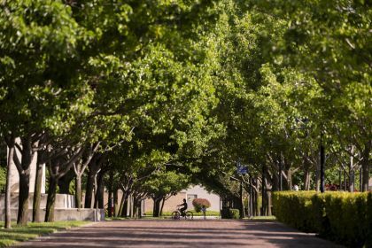 trees on campus