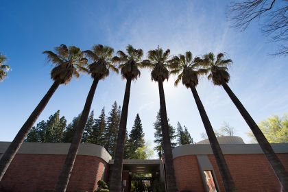 An image of palm trees on a college campus