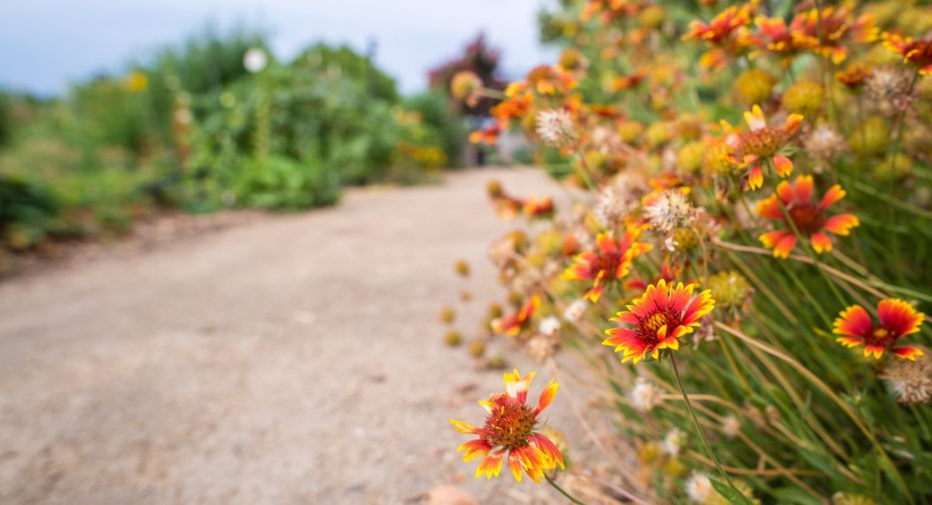flowers in Robb Garden