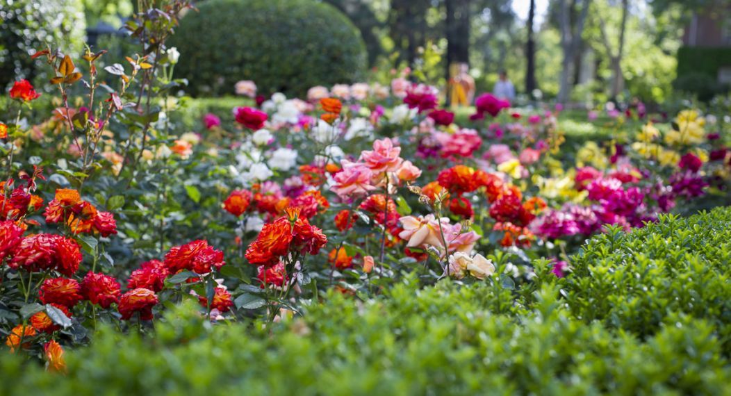 roses on campus