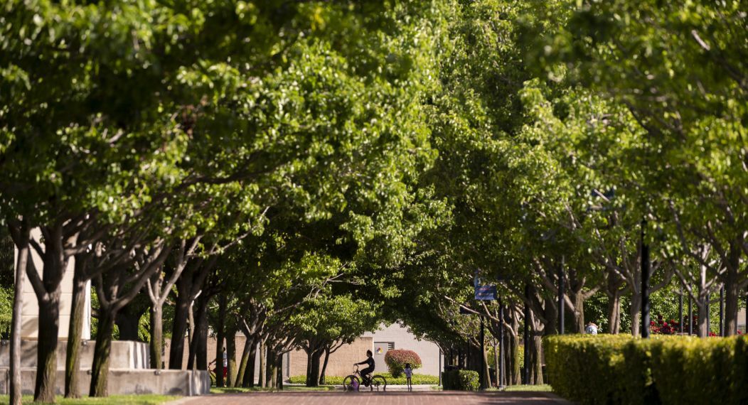 a student rides a bike on campus by a row of trees