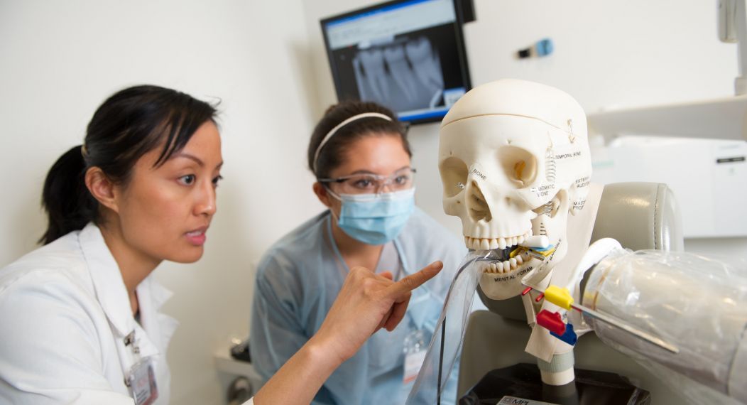 Dental Hygiene students looking at skull