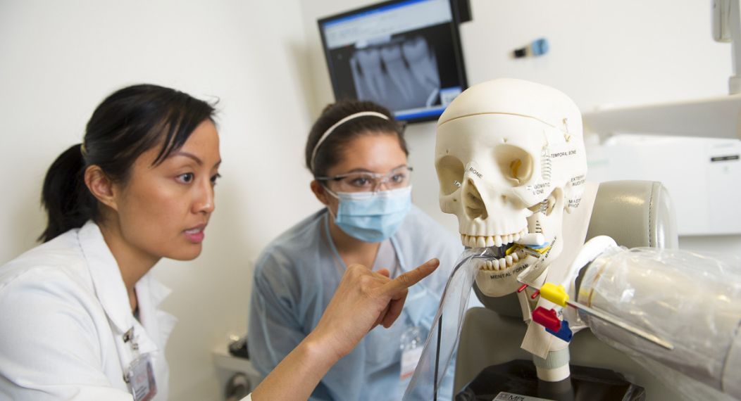 Dental Hygiene students looking at skull