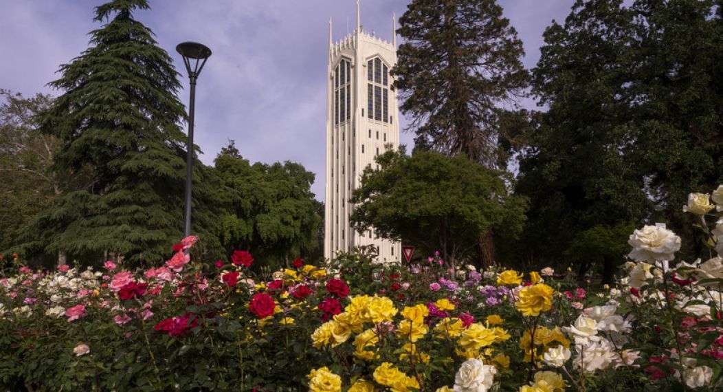 View of Burns Tower from the rose garden