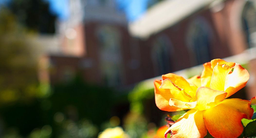 a yellow rose with the chapel in the background