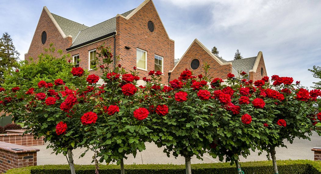 Rose bushes outside of the alumni house