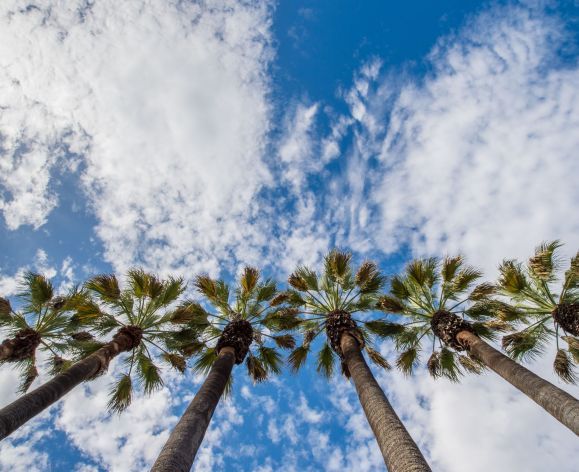 Sacramento palm trees