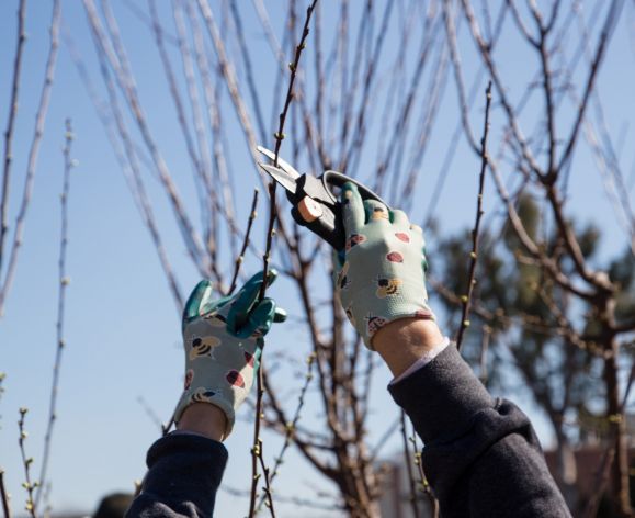 tree pruning