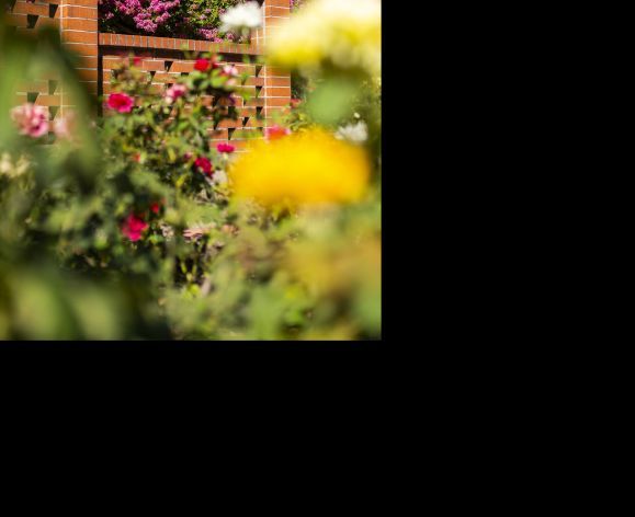 University of the Pacific sign surrounded by roses