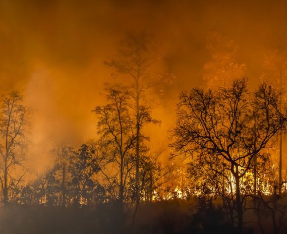 Amazon rainforest on fire