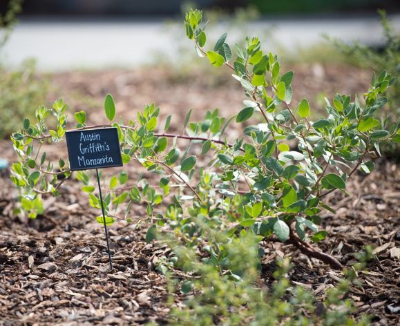 native plant garden