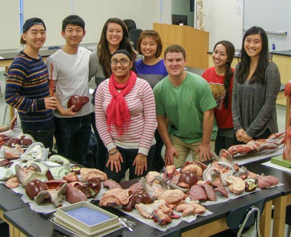 Anatomy team of students with anatomical models