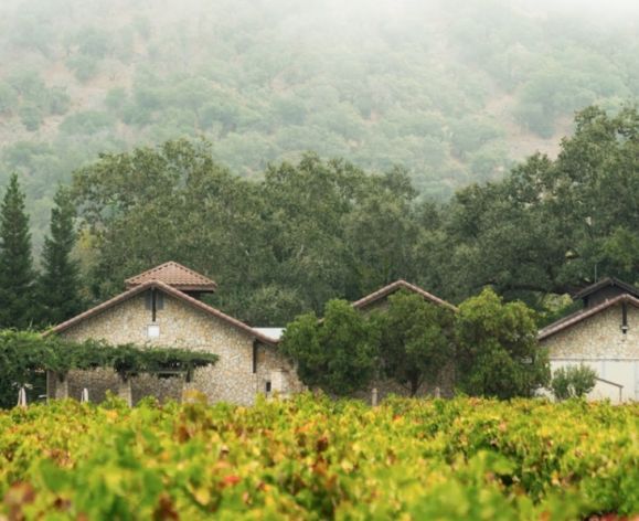 vineyard with fog lifting