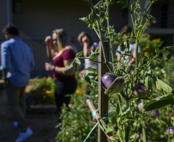 Sacramento Community Garden