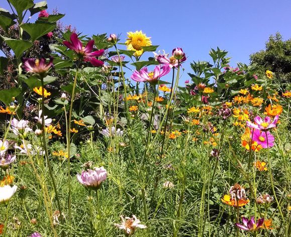 Cosmos with sunflower