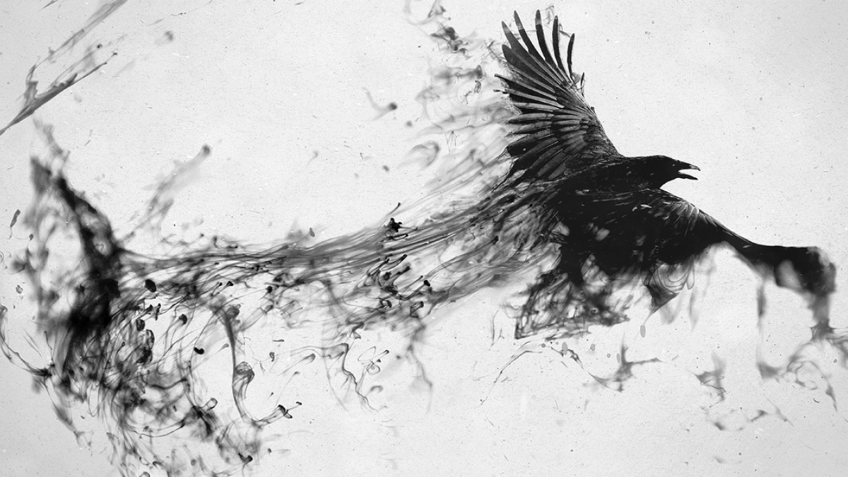 Blackbird, Fly Image