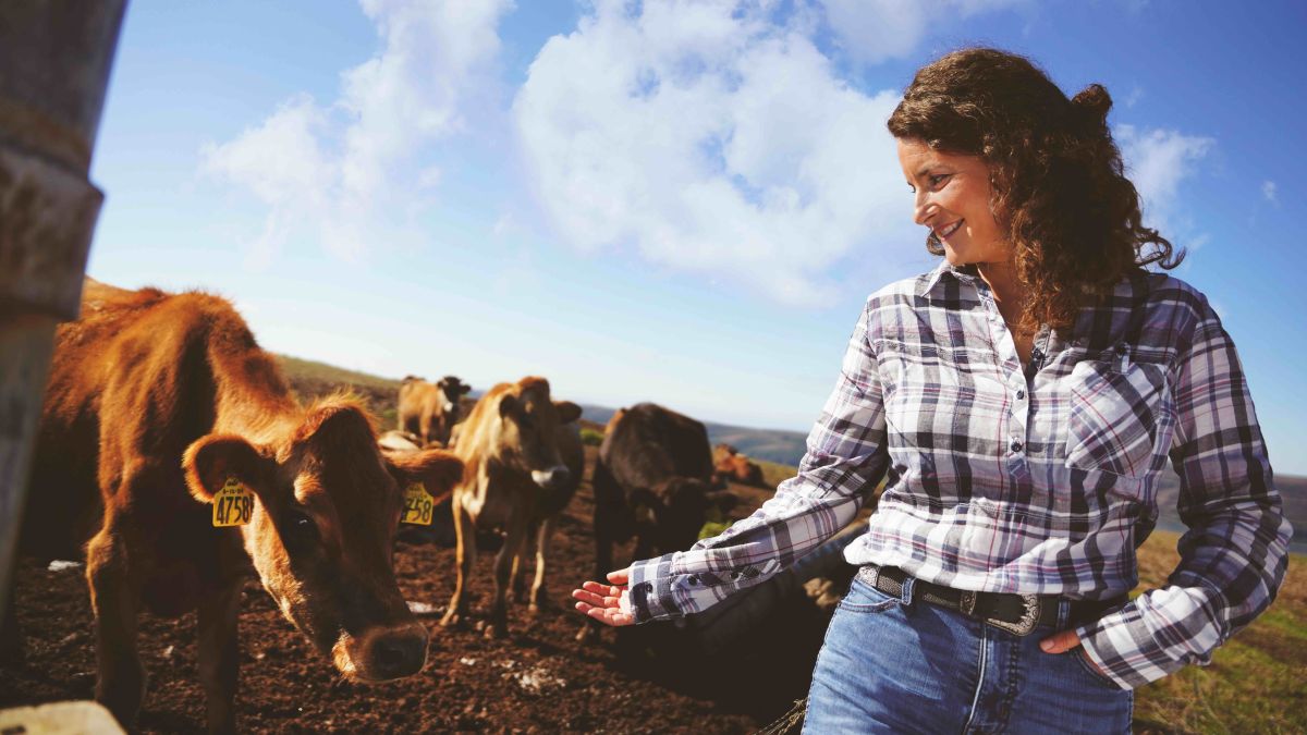 a woman wearing a plaid shirt holds her hand out toward a brown cow